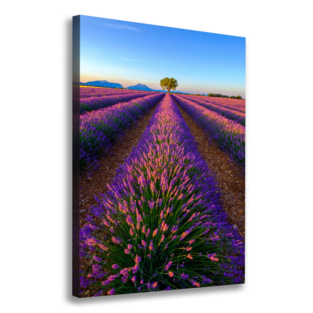 Tableau sur toile Fleurs violettes de lavande