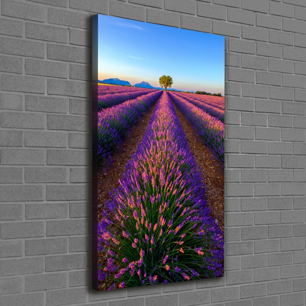 Tableau sur toile Fleurs violettes de lavande