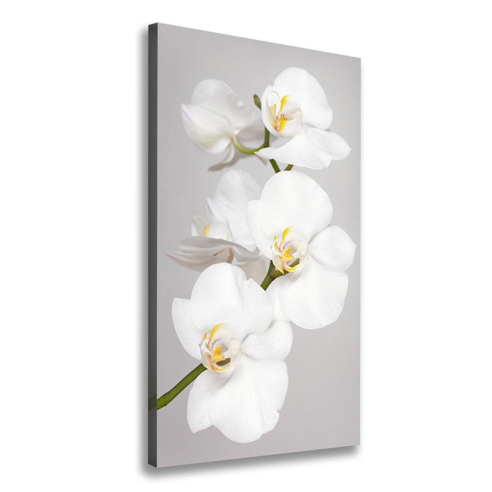 Tableau toile imprimée Orchidée blanche