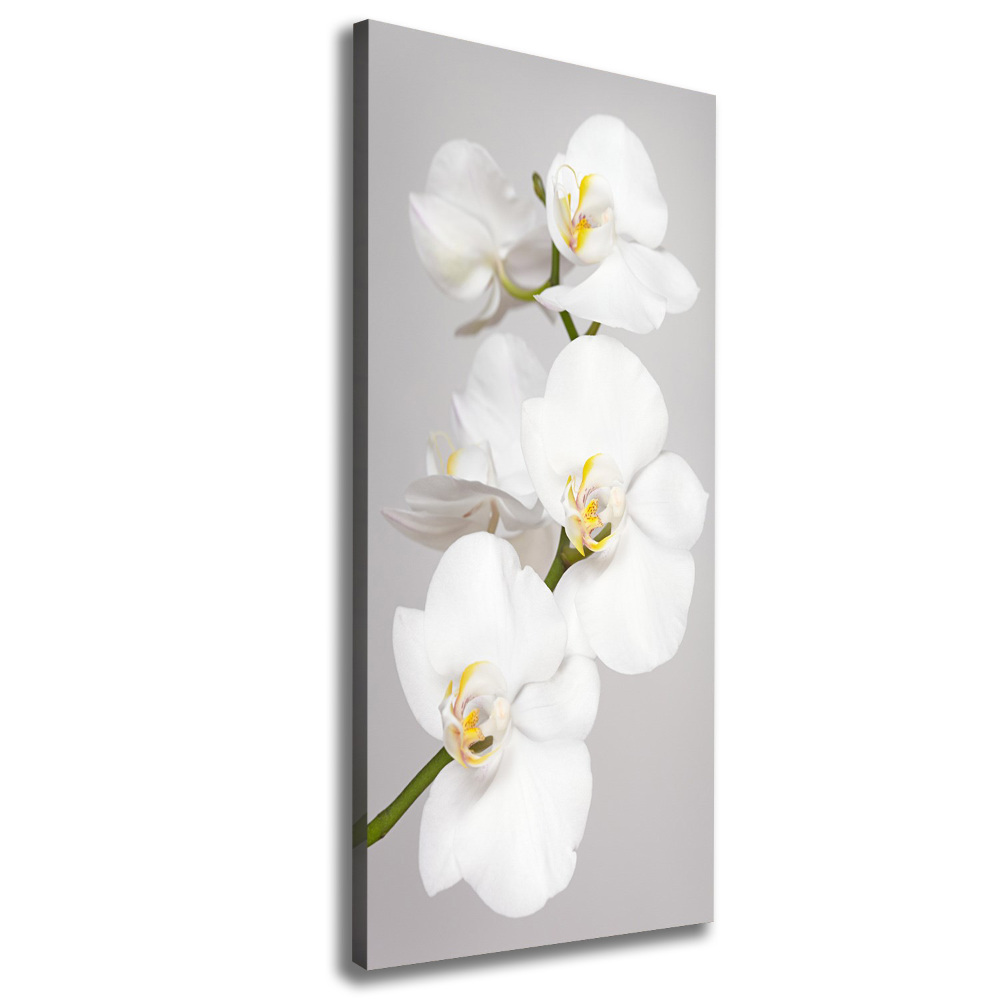 Tableau toile imprimée Orchidée blanche