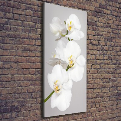 Tableau toile imprimée Orchidée blanche