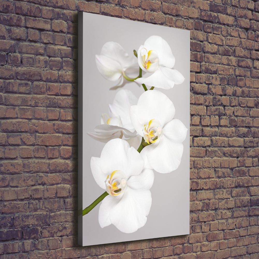 Tableau toile imprimée Orchidée blanche