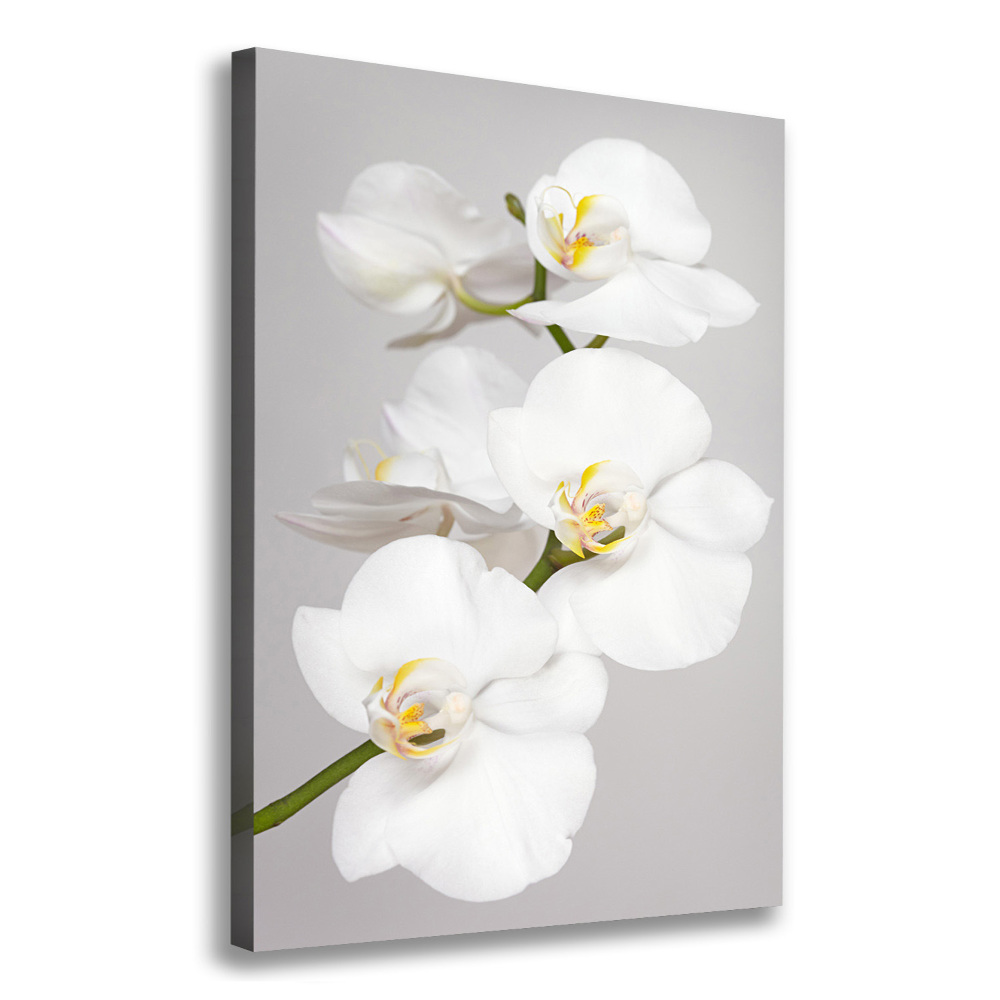 Tableau toile imprimée Orchidée blanche