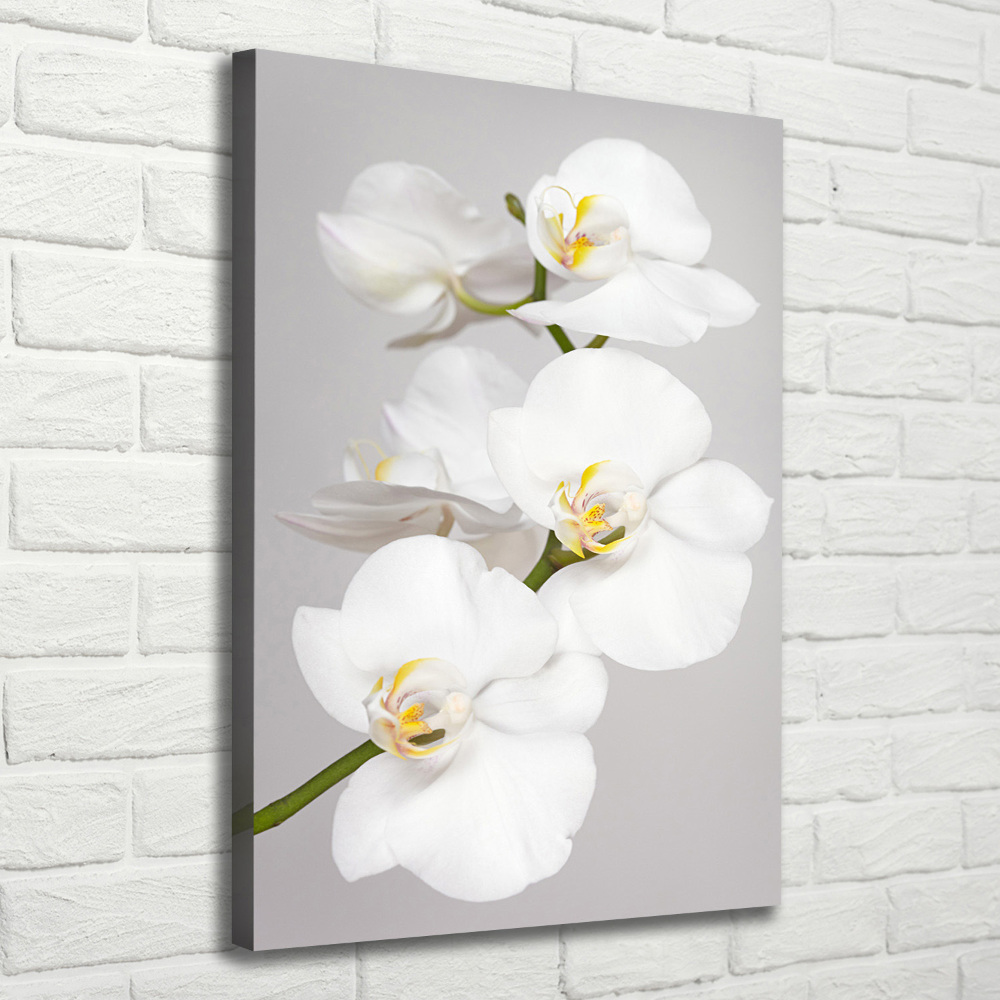 Tableau toile imprimée Orchidée blanche