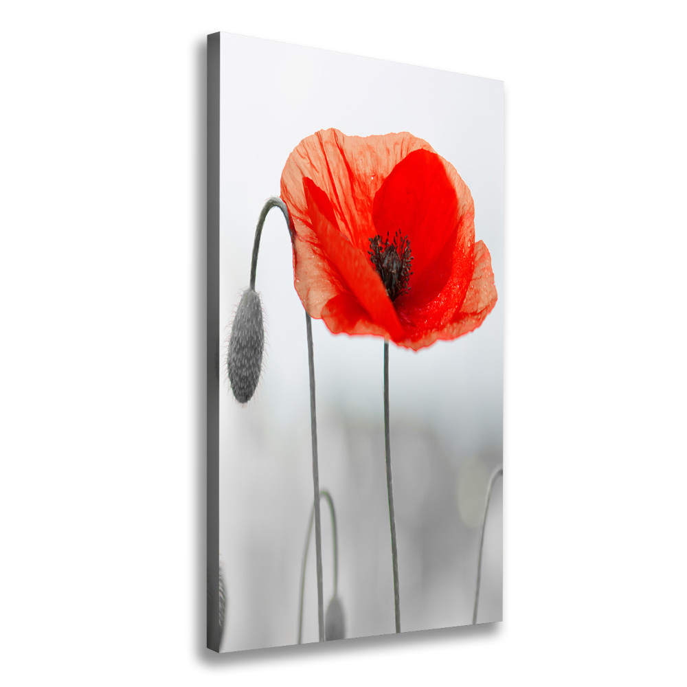 Tableau photo sur toile Coquelicots des champs