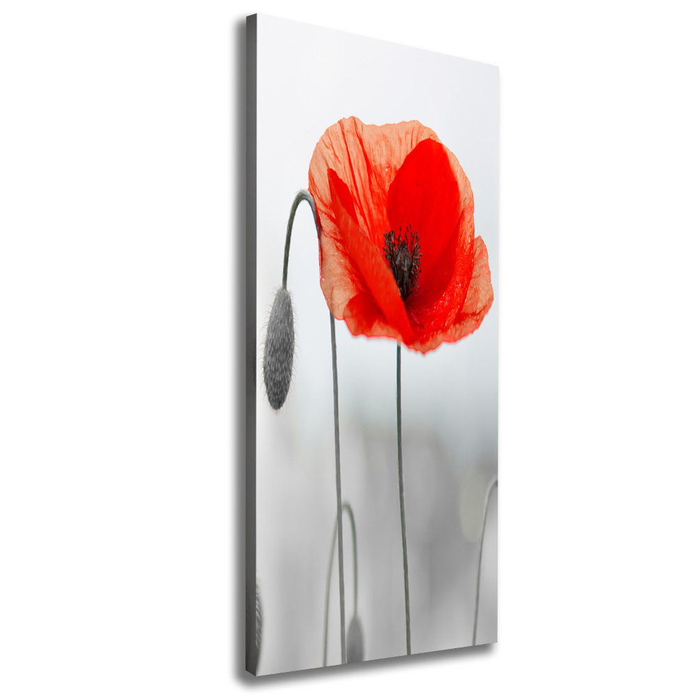 Tableau photo sur toile Coquelicots des champs