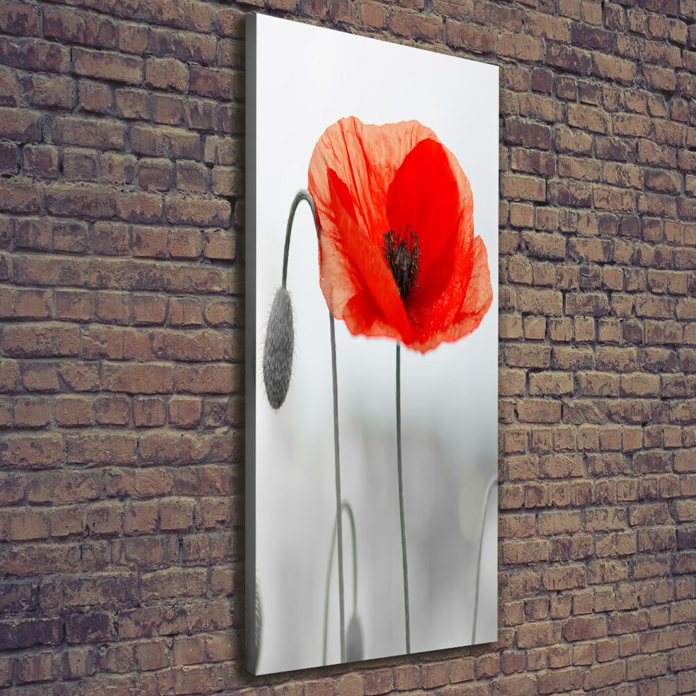 Tableau photo sur toile Coquelicots des champs