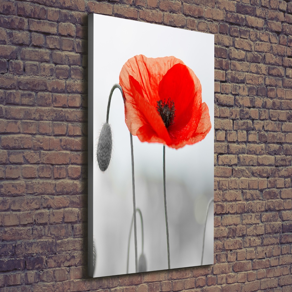 Tableau photo sur toile Coquelicots des champs