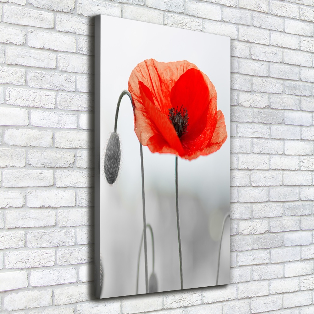 Tableau photo sur toile Coquelicots des champs