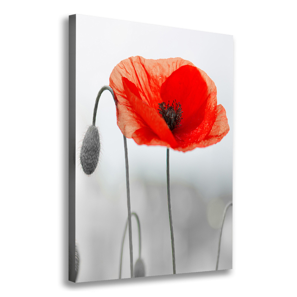 Tableau photo sur toile Coquelicots des champs