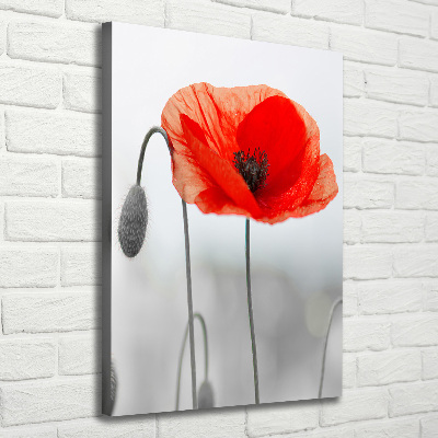 Tableau photo sur toile Coquelicots des champs