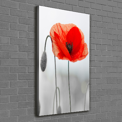 Tableau photo sur toile Coquelicots des champs