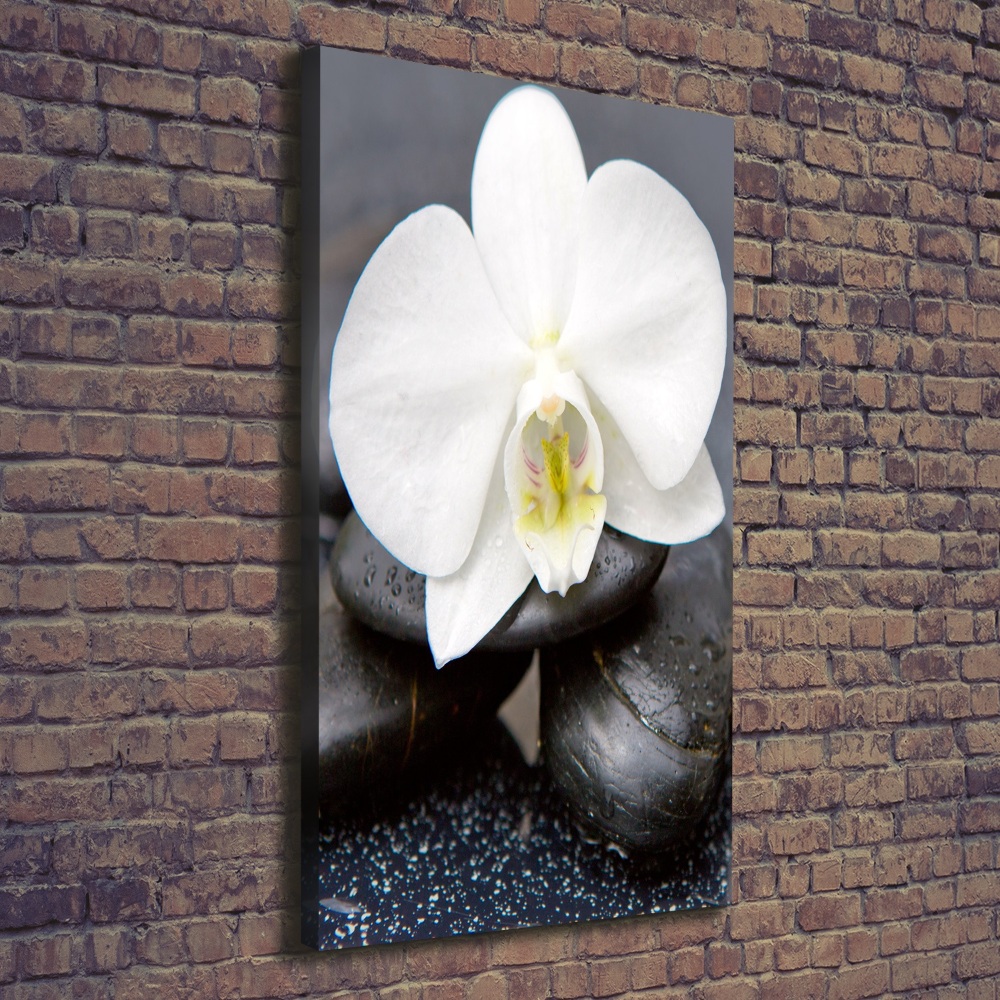 Tableau photo sur toile Orchidée et pierres