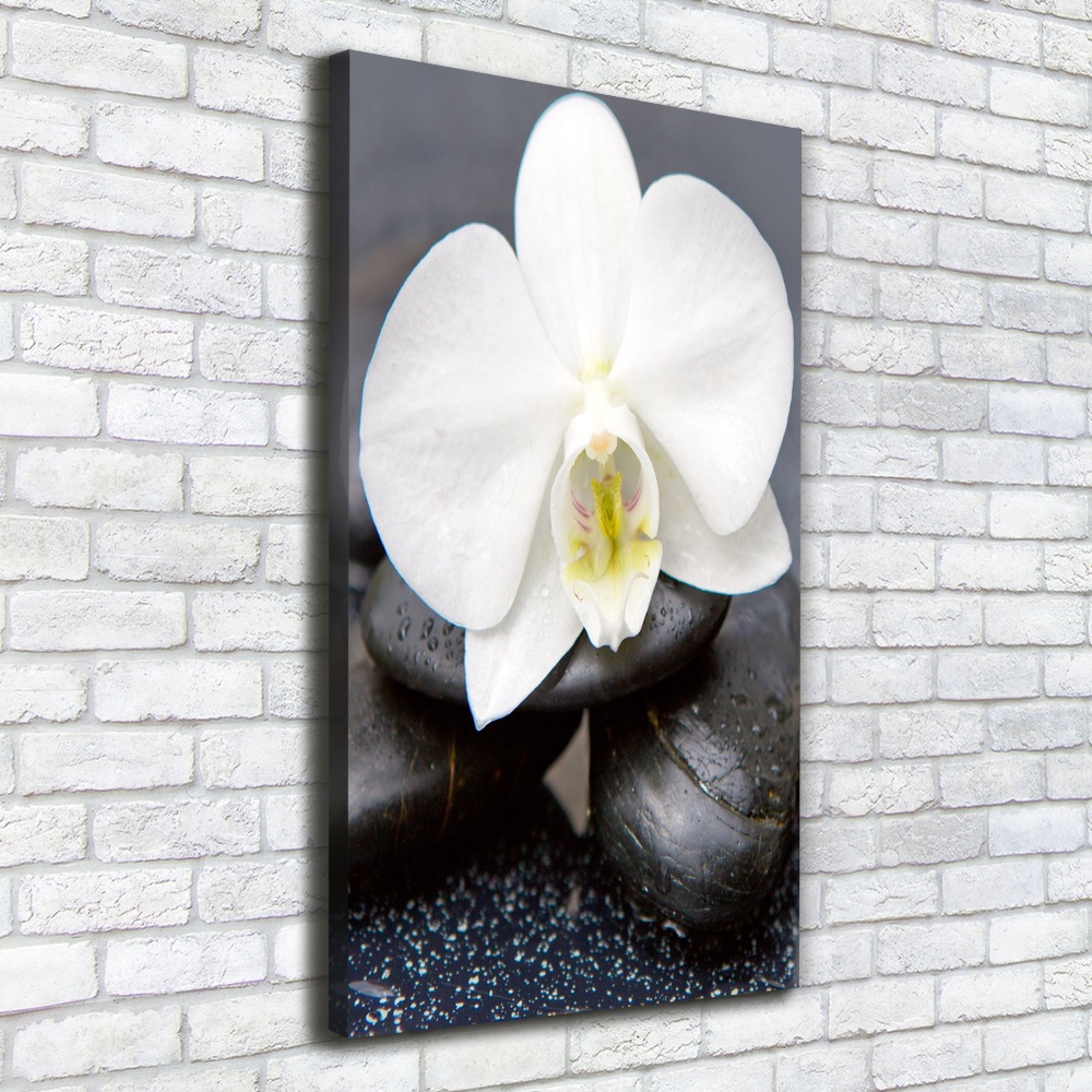 Tableau photo sur toile Orchidée et pierres