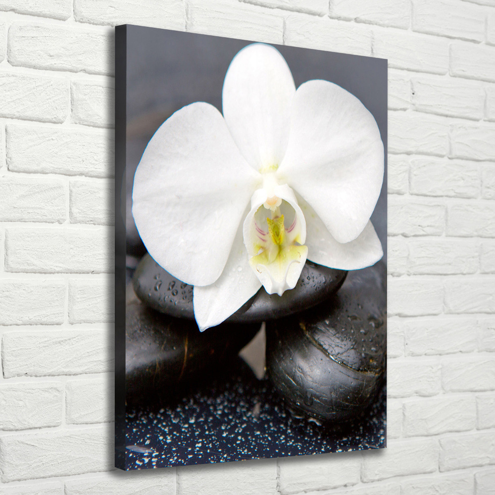 Tableau photo sur toile Orchidée et pierres