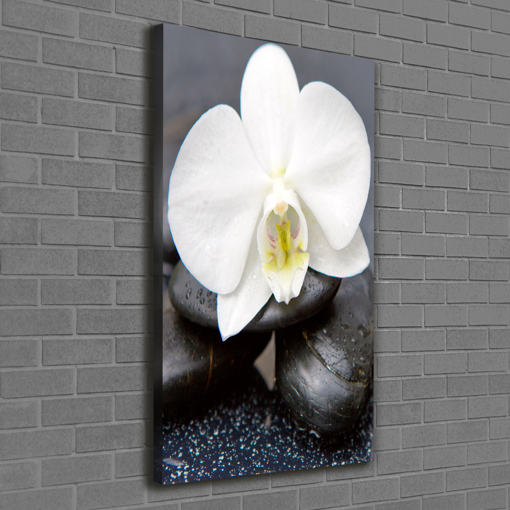 Tableau photo sur toile Orchidée et pierres