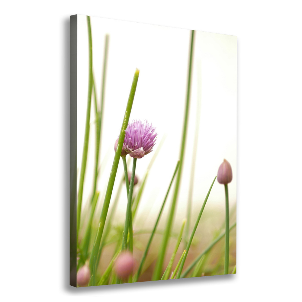 Tableau photo sur toile Fleur de ciboulette