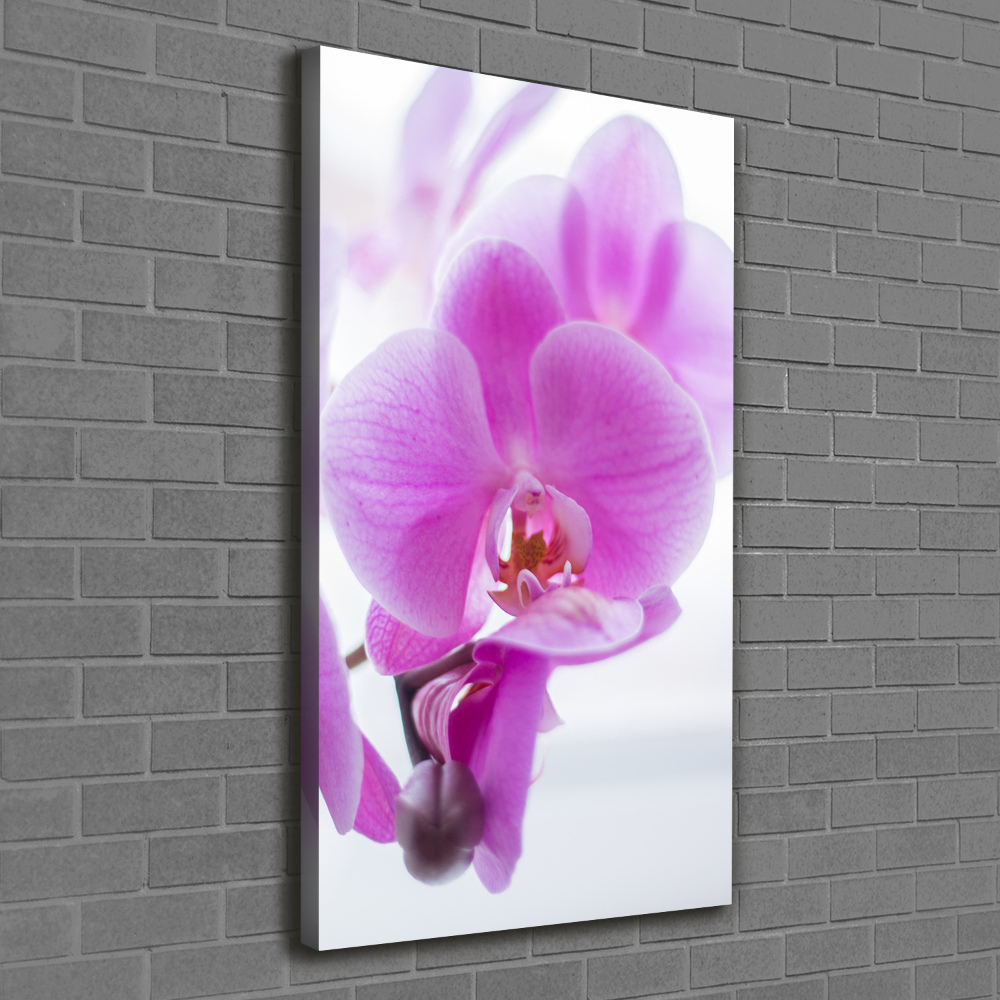 Tableau mural sur toile Orchidée rose