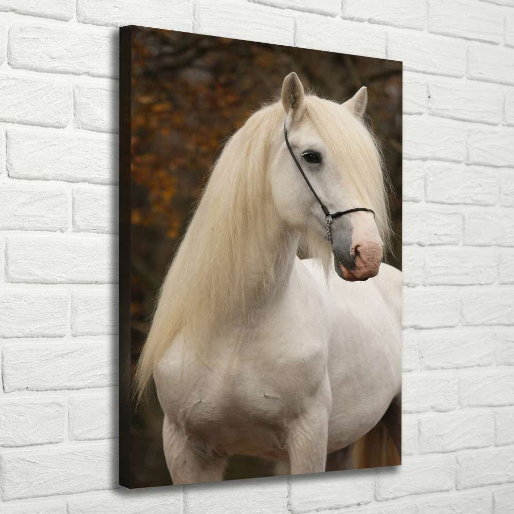 Tableau imprimé sur toile Cheval blanc