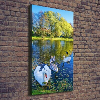 Tableau mural sur toile Cygnes sur un étang