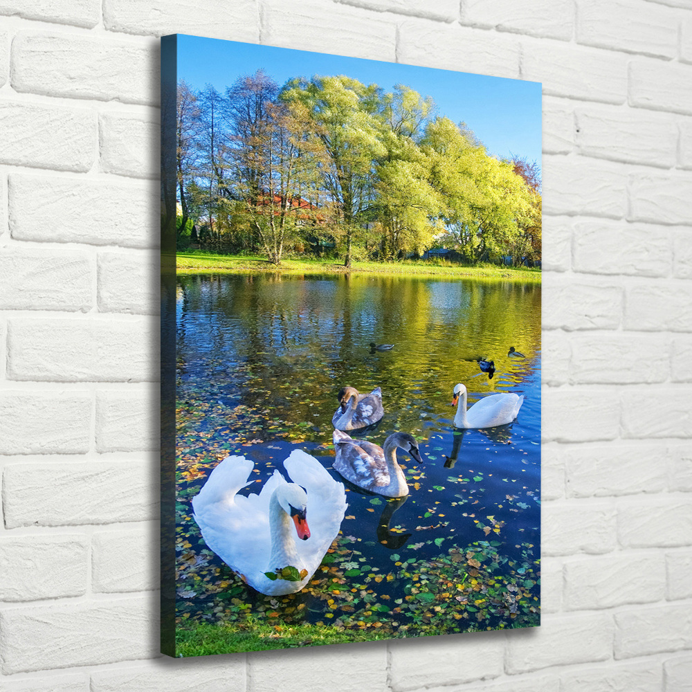 Tableau mural sur toile Cygnes sur un étang