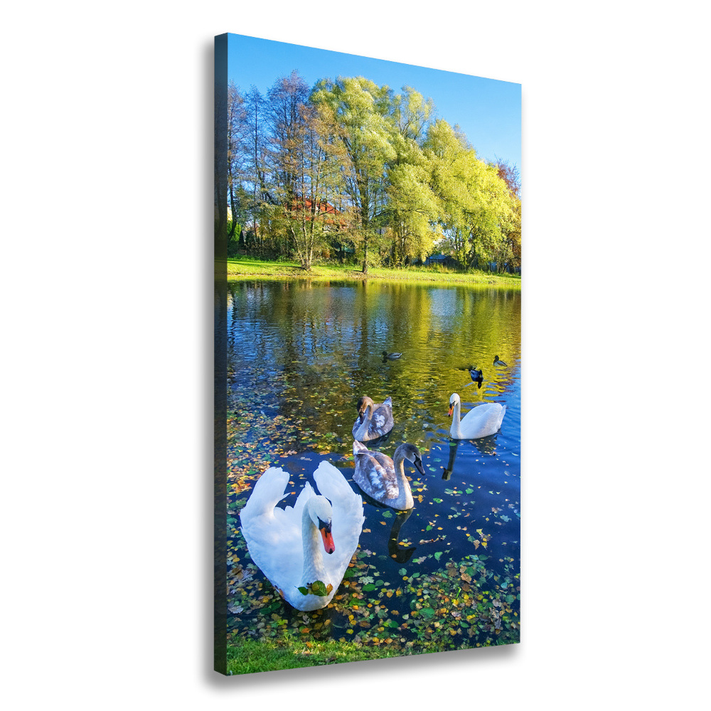 Tableau mural sur toile Cygnes sur un étang