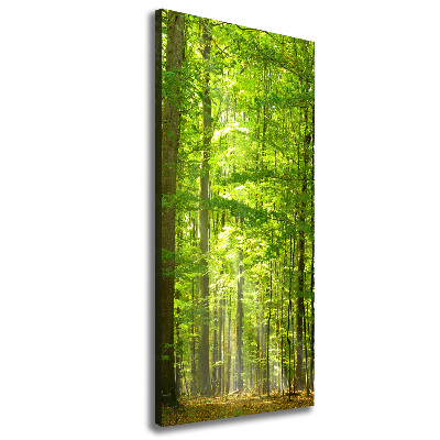 Tableau mural sur toile Forêt de hêtres