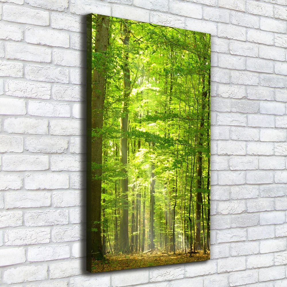 Tableau mural sur toile Forêt de hêtres