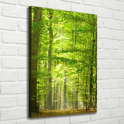 Tableau mural sur toile Forêt de hêtres