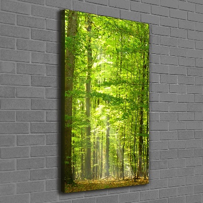 Tableau mural sur toile Forêt de hêtres