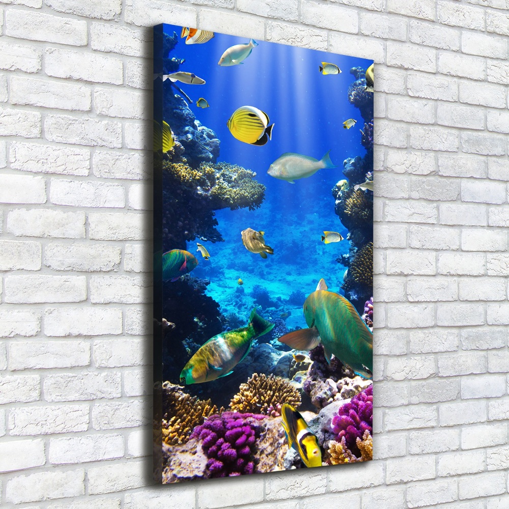 Tableau photo sur toile Récif de corail