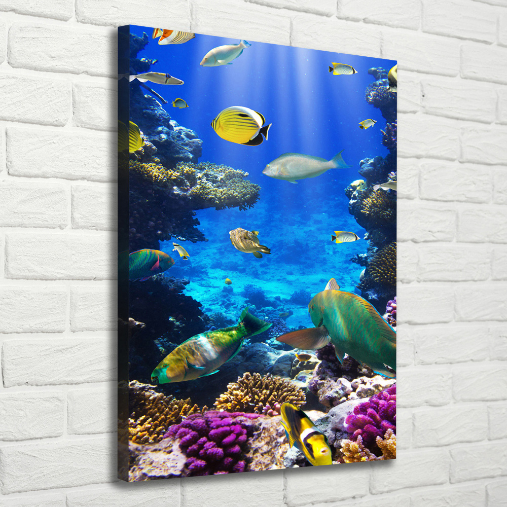 Tableau photo sur toile Récif de corail