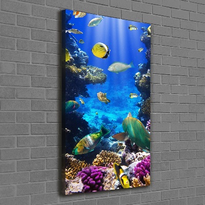 Tableau photo sur toile Récif de corail