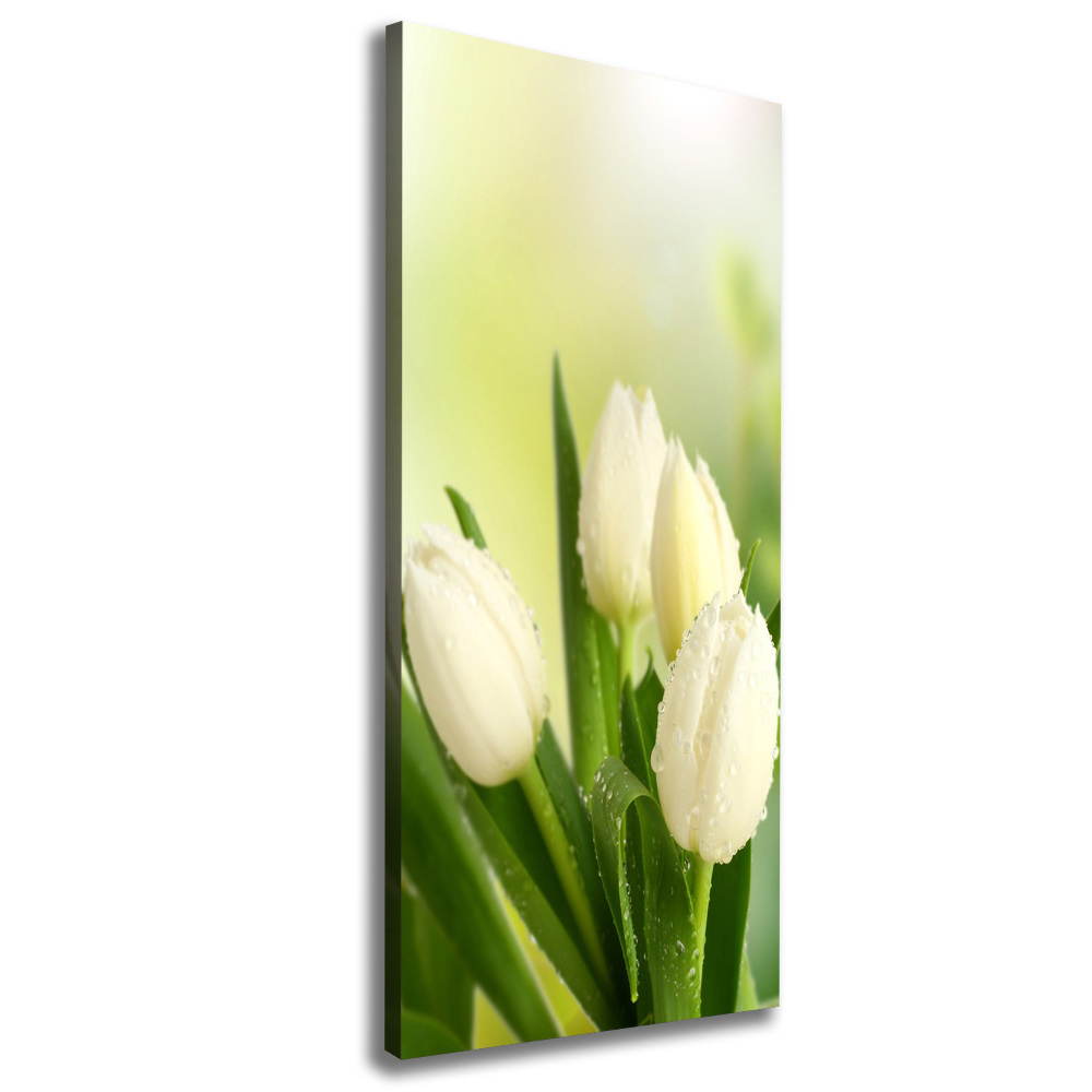 Tableau sur toile Tulipes blanches fleurs