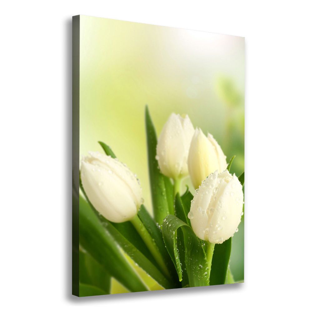 Tableau sur toile Tulipes blanches fleurs