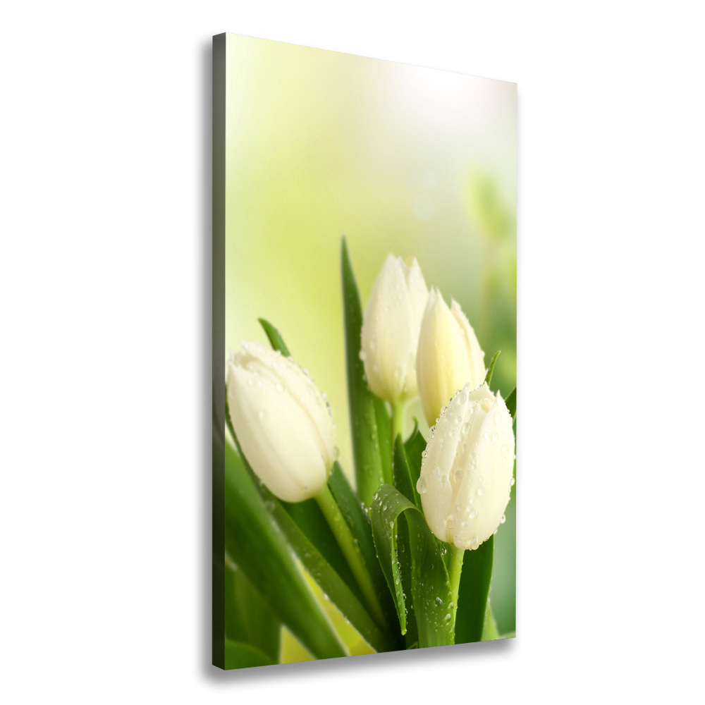 Tableau sur toile Tulipes blanches fleurs