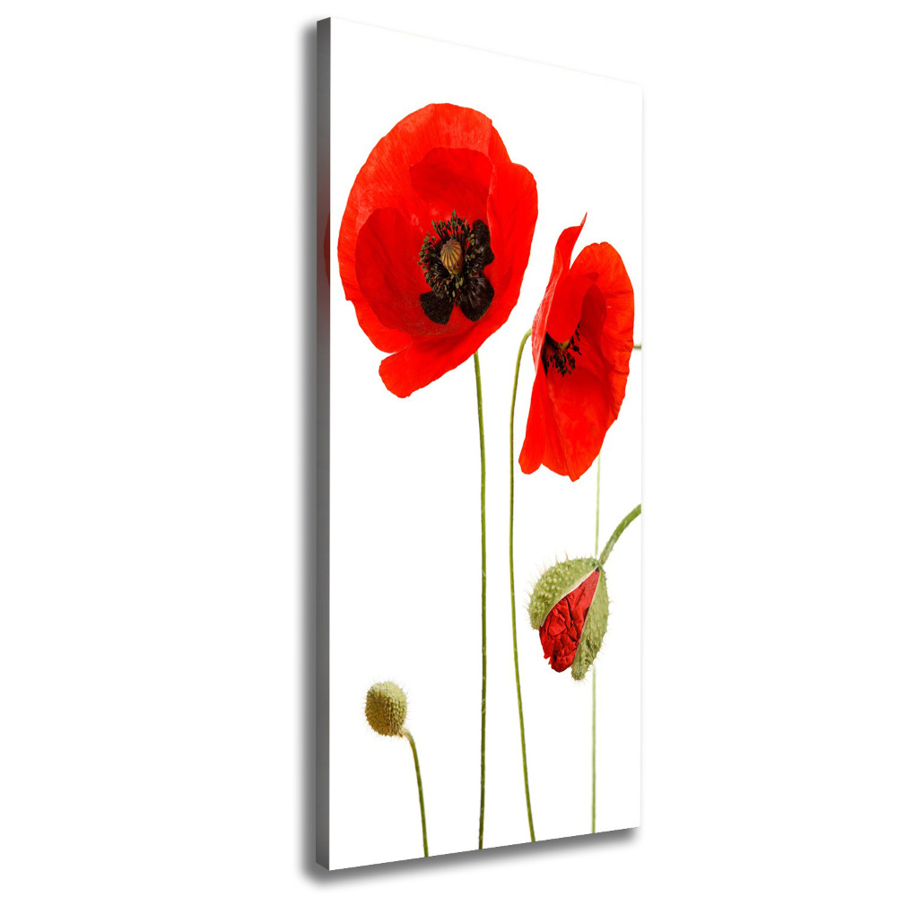 Tableau toile imprimée Fleurs de coquelicots rouges