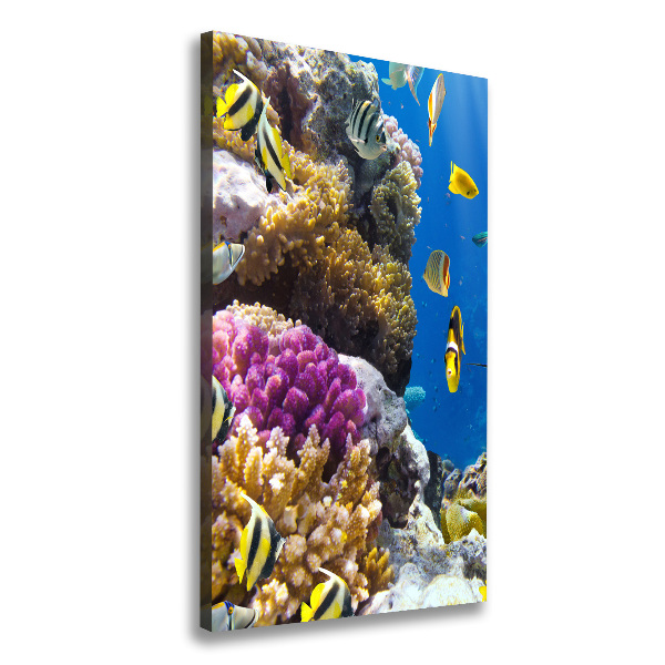 Récif de corail