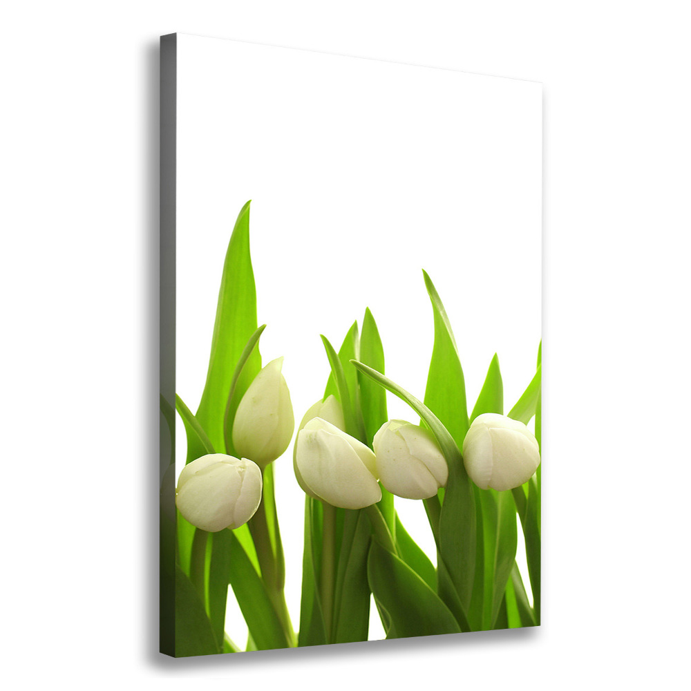 Tableau sur toile Tulipes blanches