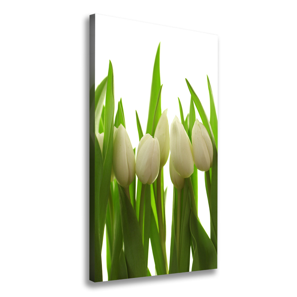 Tableau photo sur toile Tulipes blanches