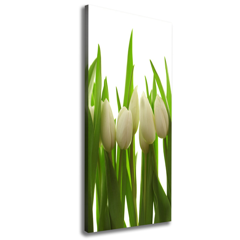 Tableau photo sur toile Tulipes blanches