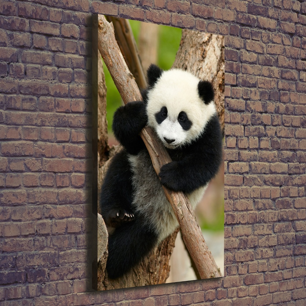 Tableau sur toile Panda dans un arbre