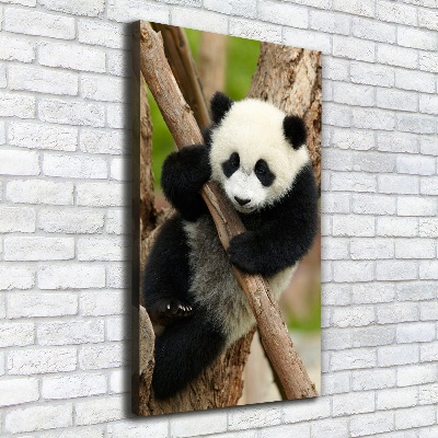 Tableau sur toile Panda dans un arbre