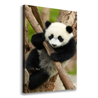 Tableau sur toile Panda dans un arbre