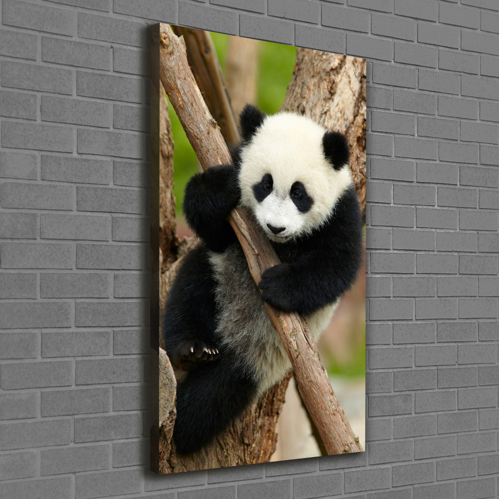 Tableau sur toile Panda dans un arbre