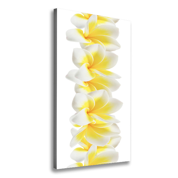 Plumeria