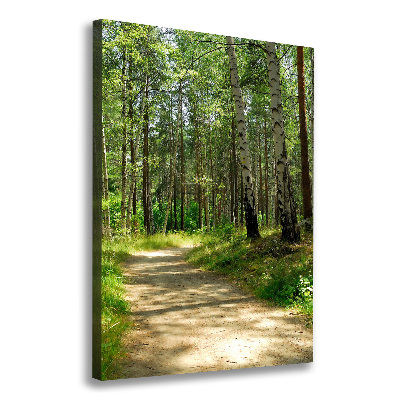 Tableau photo sur toile Forêt de bouleaux