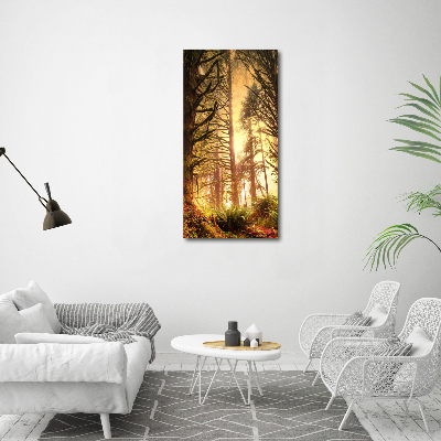 Tableau photo sur toile Forêt tropicale