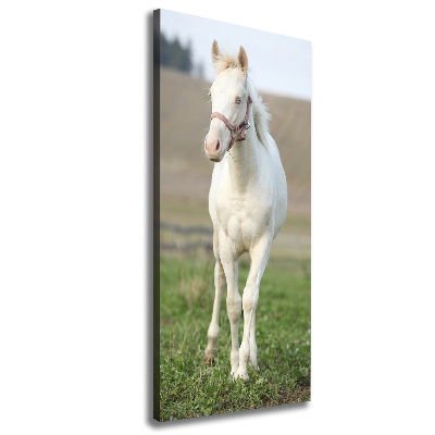 Tableau sur toile Cheval albinos