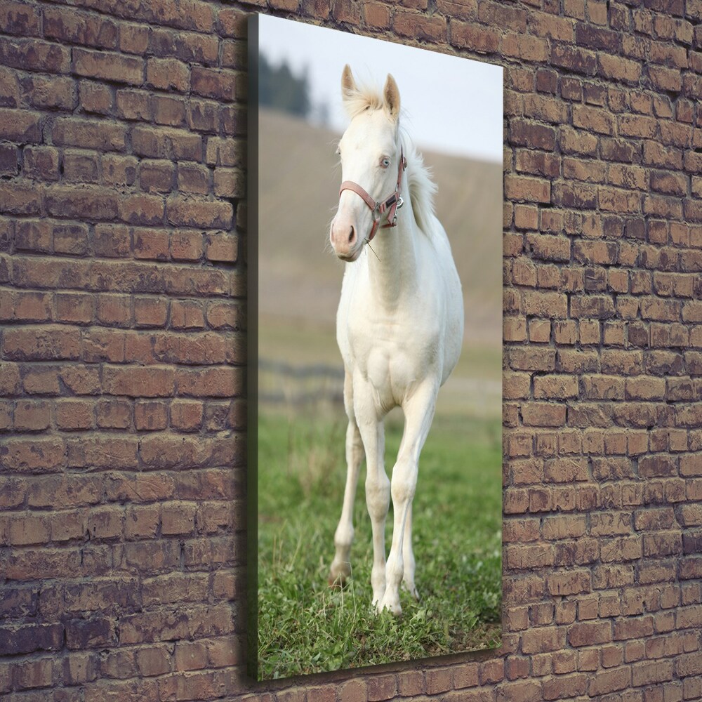 Tableau sur toile Cheval albinos